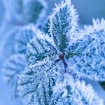 Frost Potential – Monday Morning