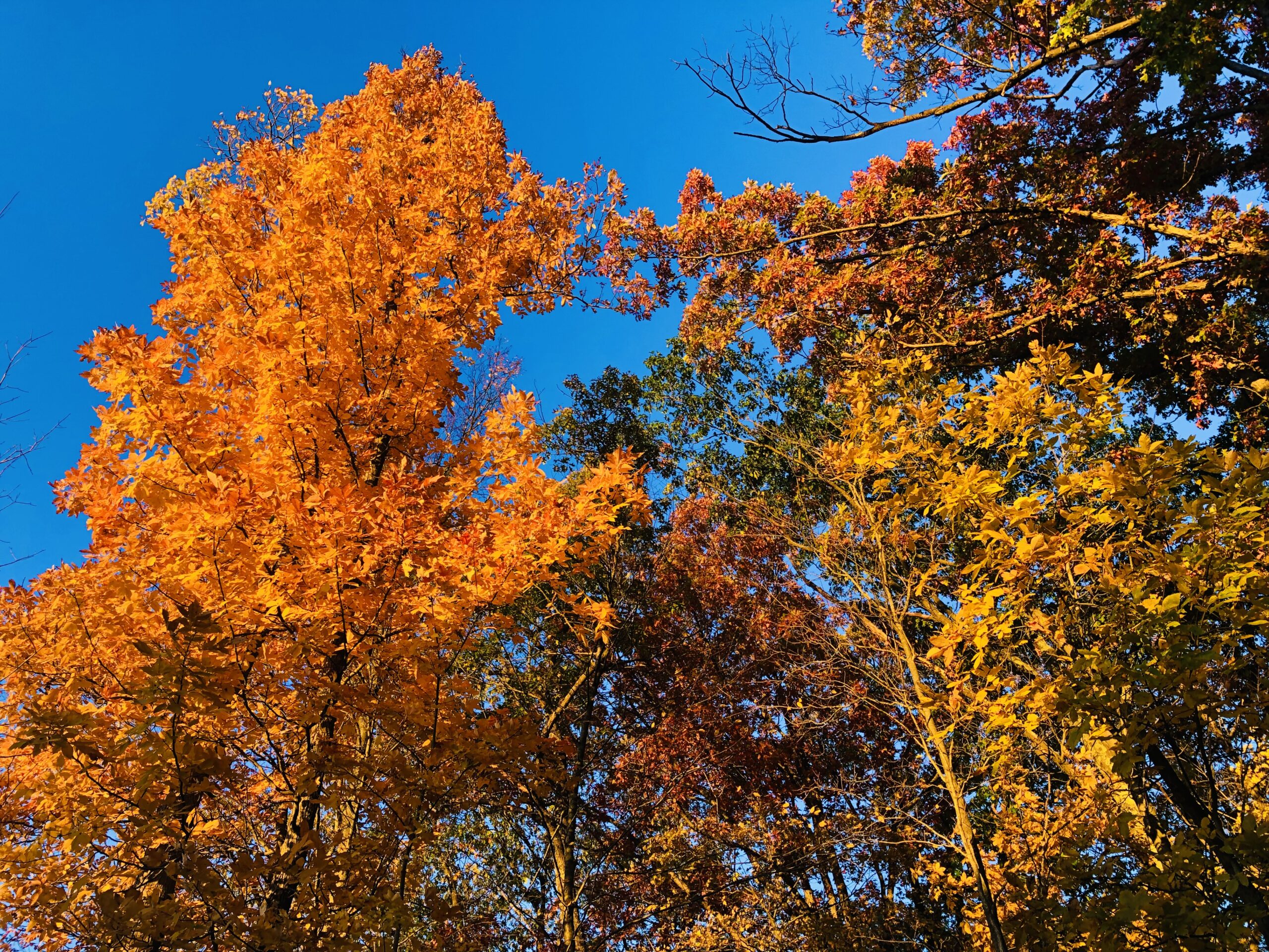 Indian Summer Skies Autumn