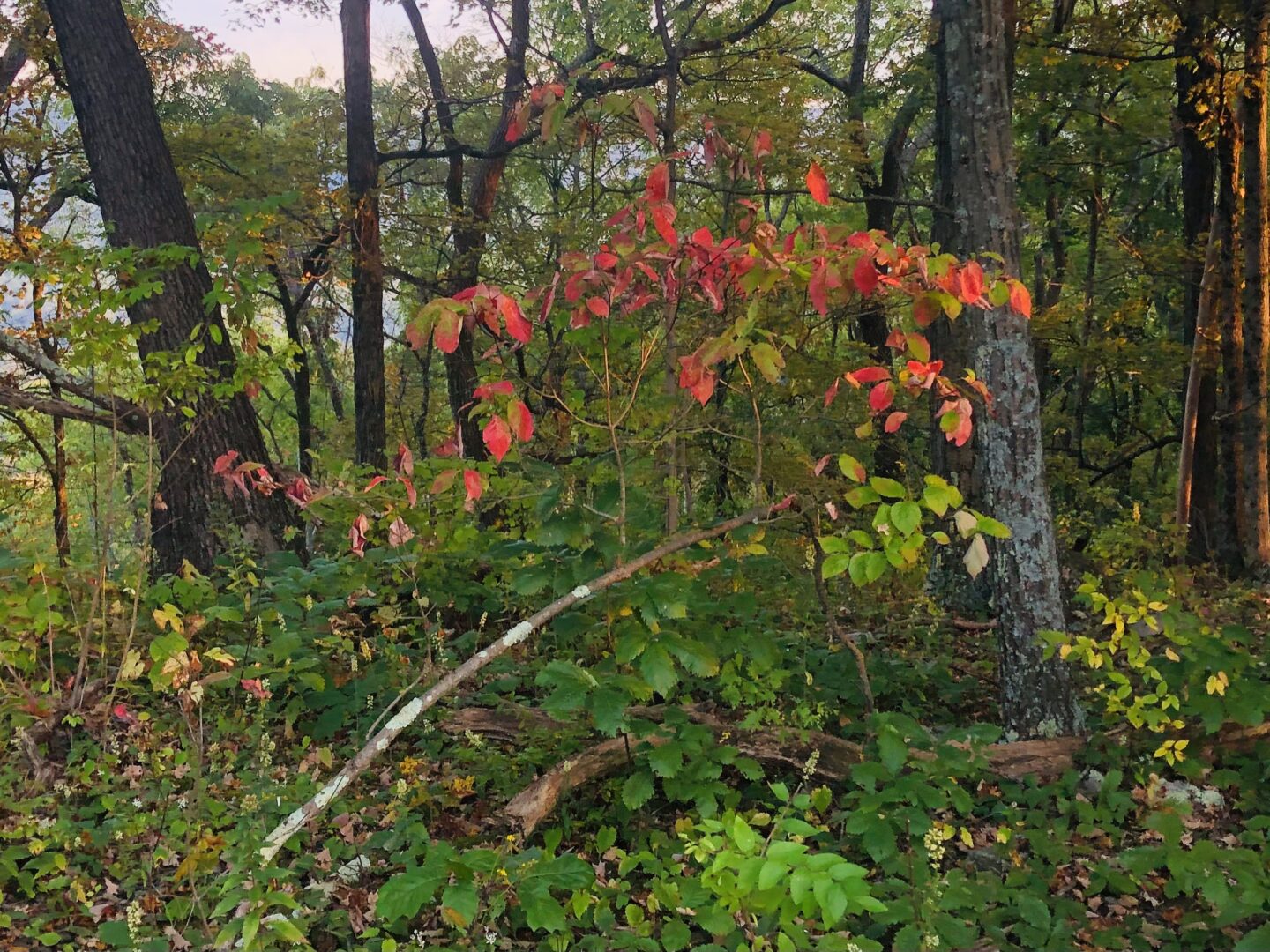 Autumn Equinox Sunday Morning!