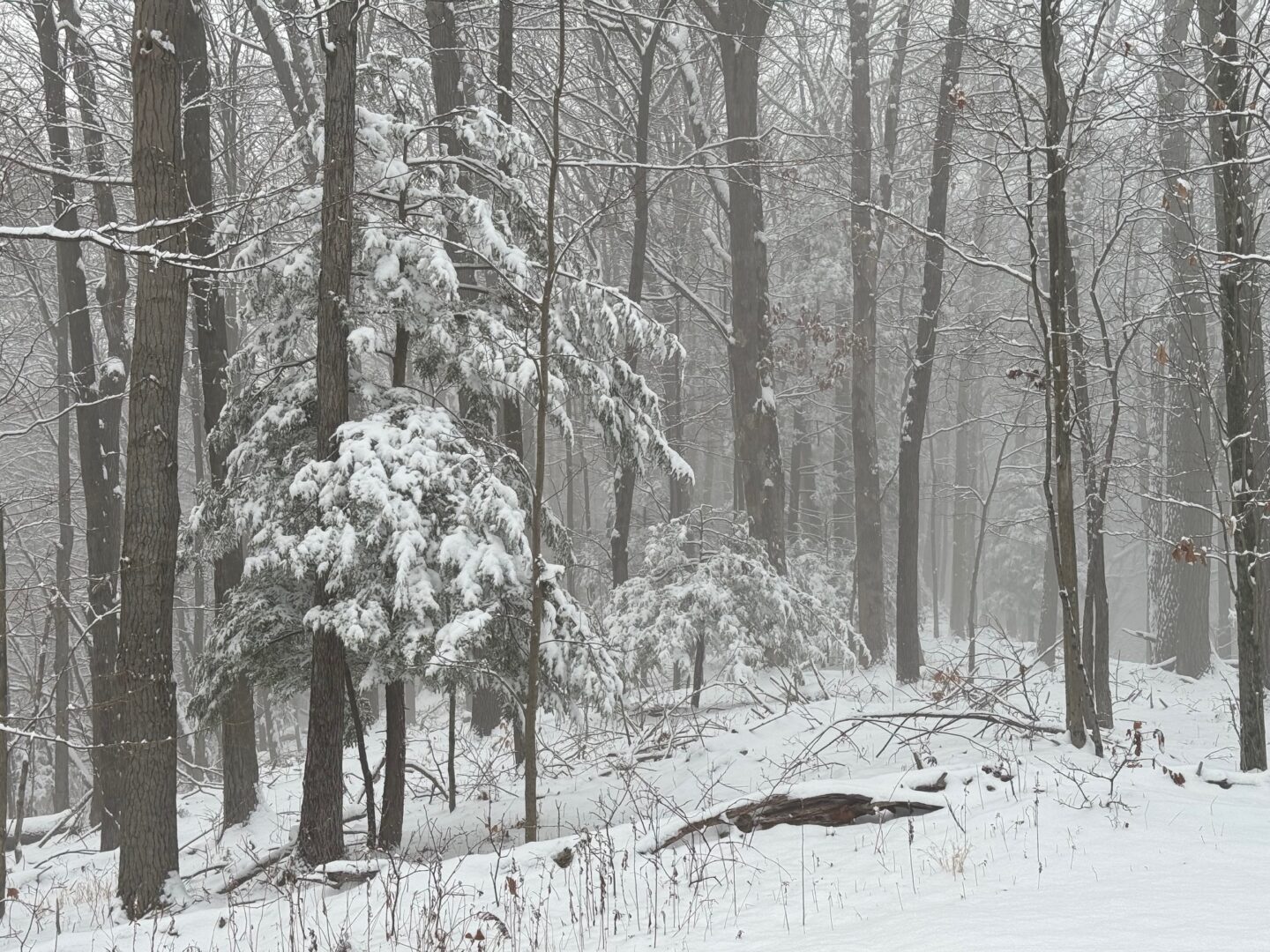 This morning’s snow heralds a mild pre-Christmas week with some rain